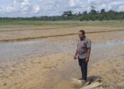 Dampak Banjir, Lebih 10 Hektare Tanaman Padi Mati