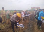 Diari Astetika Tanam 1 Juta Hektare Jagung Di Palas