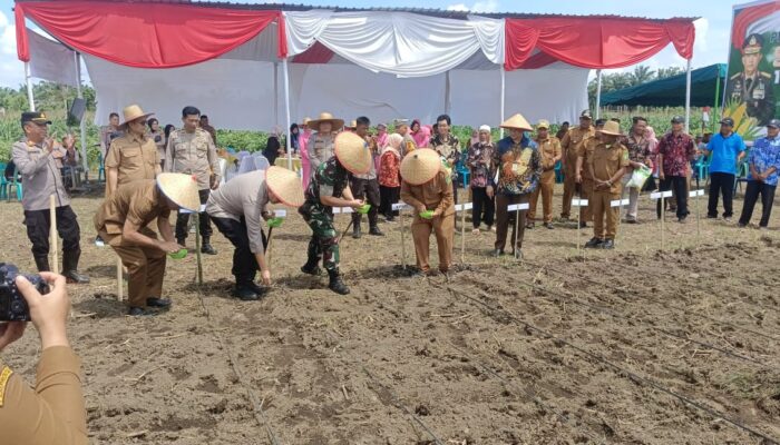 Polres Binjai Tanam Jagung