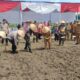 Polres Binjai Tanam Jagung