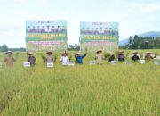 Ubinan Sementara Capai 8,5 Ton Per Hektare, Pj Sunawardi Sebut Abdya Lumbung Pangan Di Aceh