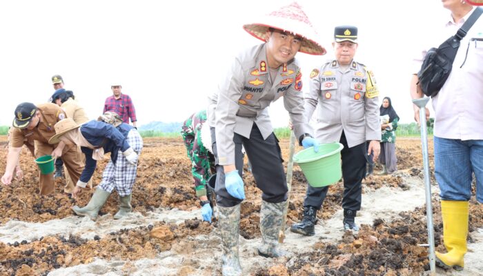Polres Tapteng Tanam Jagung Serentak