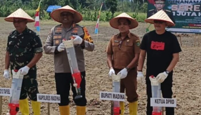 Ketua DPRD Madina Ikut Program Tanam Jagung Serentak