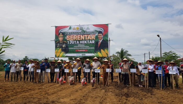 Peluncuran Program Tanam Jagung Serentak Di Subulussalam
