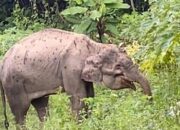 Warga Temukan Seekor Gajah Sakit Di Kebun