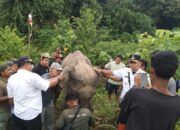 Gajah Sakit Membaik