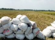 Masuki Musim Panen, Petani Abdya Resah Munculnya Maling Padi