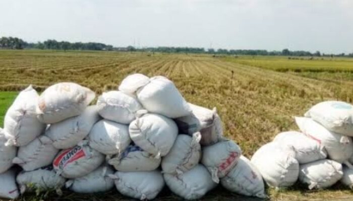 Masuki Musim Panen, Petani Abdya Resah Munculnya Maling Padi