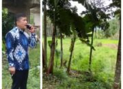 Ketua DPRD Madina Tinjau Lahan Ketahanan Pangan