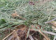 40 Gajah Mengamuk, 15 Hektare Kebun Sawit Lenyap