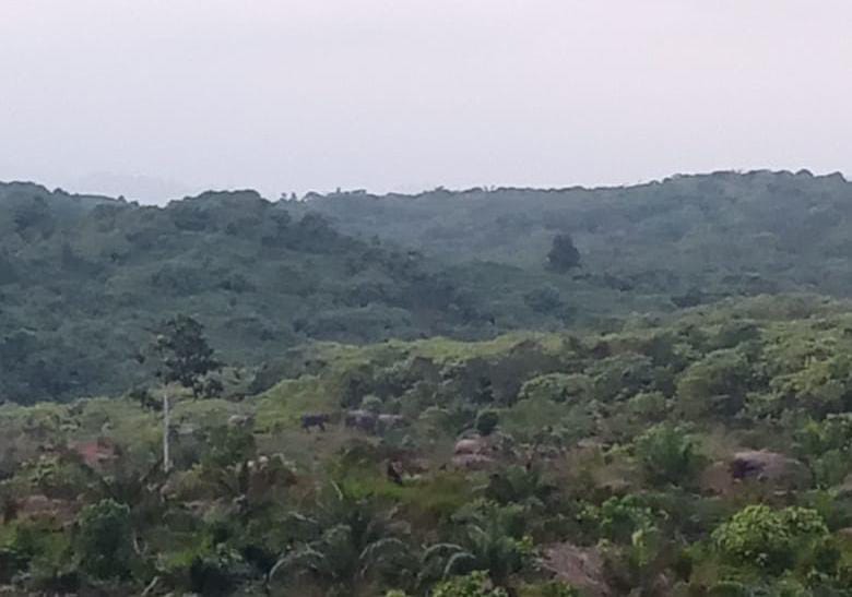 40 Gajah Mengamuk, 15 Hektare Kebun Sawit Lenyap 40 Gajah Mengamuk, 15 Hektare Kebun Sawit Lenyap