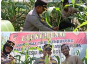 Kapolresta Panen Jagung Di Gampong Geuceu Meunara Banda Aceh