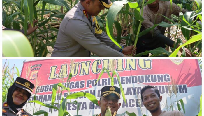 Kapolresta Panen Jagung Di Gampong Geuceu Meunara Banda Aceh