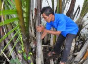 Berhenti Jadi Nelayan, Sakiman Tekuni Produksi Gula Merah dari Pohon Nipah