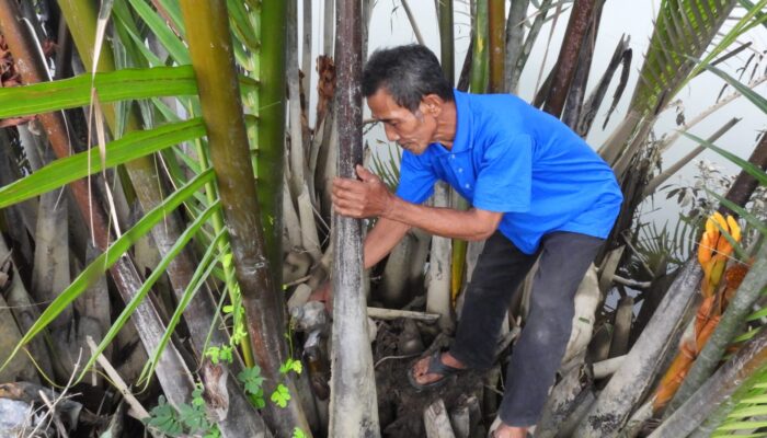 Berhenti Jadi Nelayan, Sakiman Tekuni Produksi Gula Merah dari Pohon Nipah