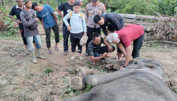 Gajah Liar Gagal Diselamatkan, drh Anhar: Sampel Organ Dalam Akan Diuji Ke Laboratorium