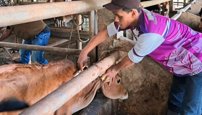 Dinas Pertanian Aceh Besar Gelar Vaksinasi PMK Massal