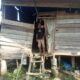 Nasib Pilu Warga Miskin Di Langkat, Tetap Tempati Rumah Meski Terancam Rubuh