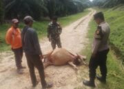 Sapi Karyawan PTPN Di Aceh Timur Dimangsa Harimau