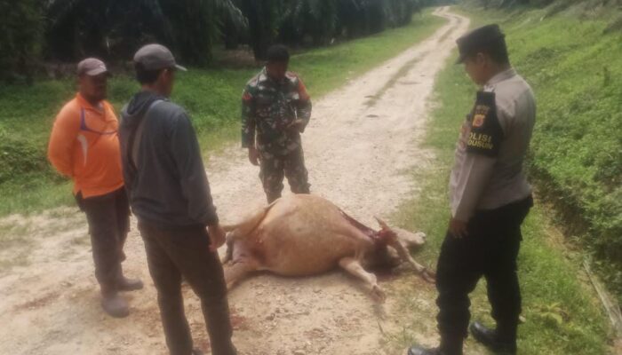Sapi Karyawan PTPN Di Aceh Timur Dimangsa Harimau