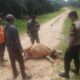 Sapi Karyawan PTPN Di Aceh Timur Dimangsa Harimau