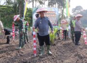 Dukung Swasembada Pangan, Padi Gogo Ditanam Di Lahan PSR