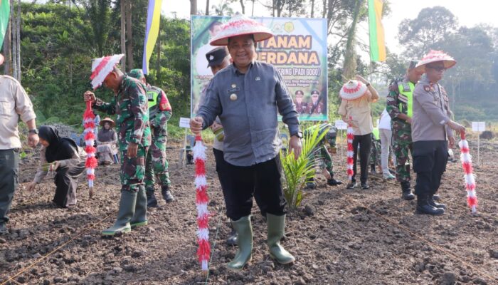 Dukung Swasembada Pangan, Padi Gogo Ditanam Di Lahan PSR