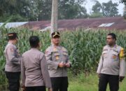 Dukung Program Asta Cita Prabowo,  Kapolres Langkat Tinjau Lahan Jagung Asrama Polres