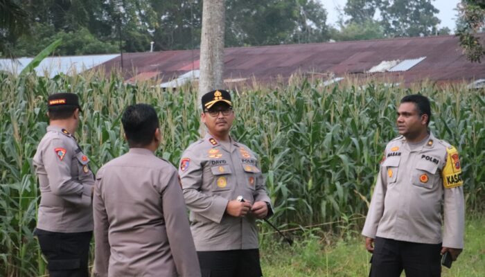 Dukung Program Asta Cita Prabowo,  Kapolres Langkat Tinjau Lahan Jagung Asrama Polres
