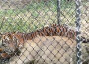 Berbulan-bulan Resahkan Peternak, BKSDA Berhasil Tangkap Harimau Di Aceh Timur