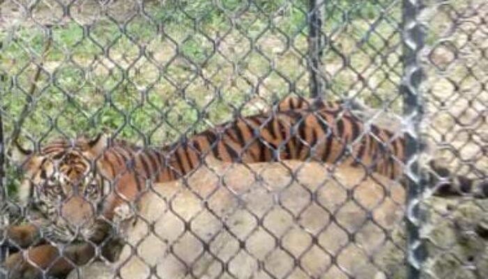Berbulan-bulan Resahkan Peternak, BKSDA Berhasil Tangkap Harimau Di Aceh Timur
