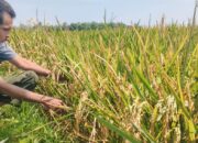 Bulog Divre Sigli Tampung Gabah Petani Pidie 6500 Rupiah Per Kilogram