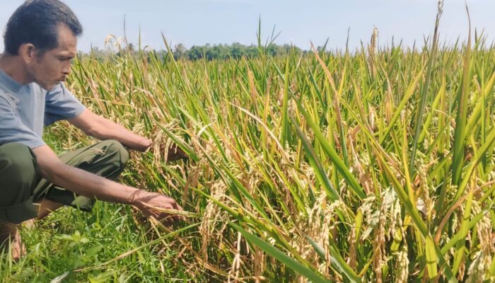 Bulog Divre Sigli Tampung Gabah Petani Pidie 6500 Rupiah Per Kilogram