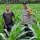 Polres P.Siantar Sambangi Dan Gandeng Warga Manfaatkan Lahan