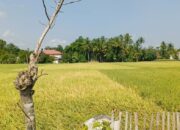 Gabah Petani Di Pidie Dihargai Dibawah HPP