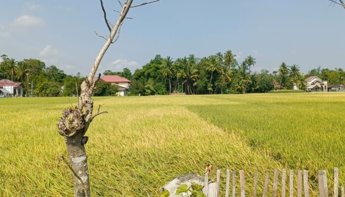 Gabah Petani Di Pidie Dihargai Dibawah HPP