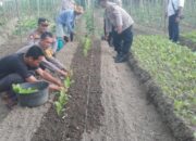 Polsek Serbalawan Wujudkan Ketapang Melalui Program Pekarangan Dan Lahan Produktif