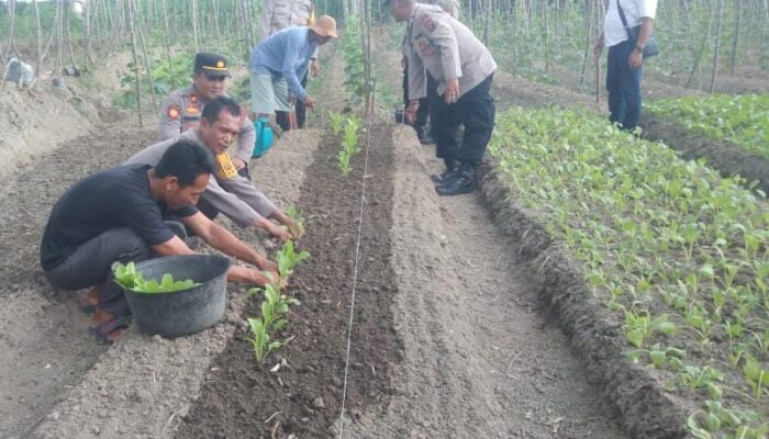 Polsek Serbalawan Wujudkan Ketapang Melalui Program Pekarangan Dan Lahan Produktif