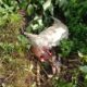 Mangsa Kambing Warga, Harimau Masih Berkeliaran Di Gampong Panjupian