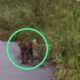 Pengguna Jalan Lintas Atim - Galus 'Dihantui' Penampakan Harimau