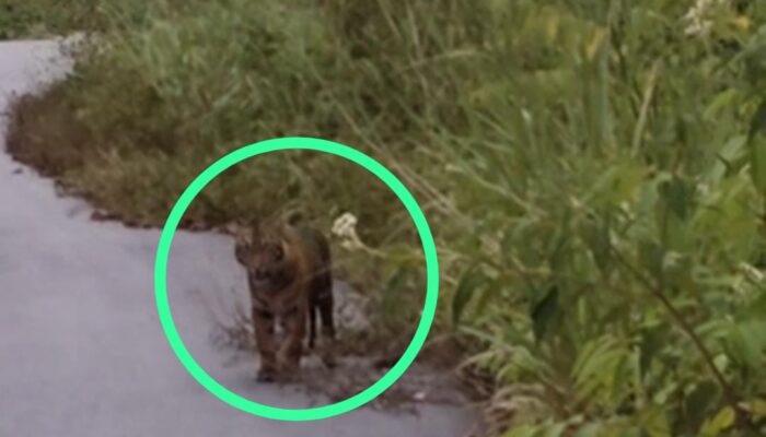 Pengguna Jalan Lintas Atim – Galus Dihantui Penampakan Harimau