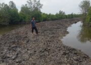 Ironi, Pagar Dalam Kawasan Hutan Dibongkar, Pembendungan Hutan Mangrove Dibiarkan