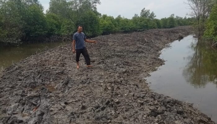 Ironi, Pagar Dalam Kawasan Hutan Dibongkar, Pembendungan Hutan Mangrove Dibiarkan