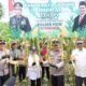 Wakapolda Aceh Panen 3,1 Ton Jagung Di Pidie