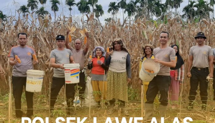 Polsek Lawe Alas Polres Agara Bersama Warga Desa Darul Amin Panen Jagung