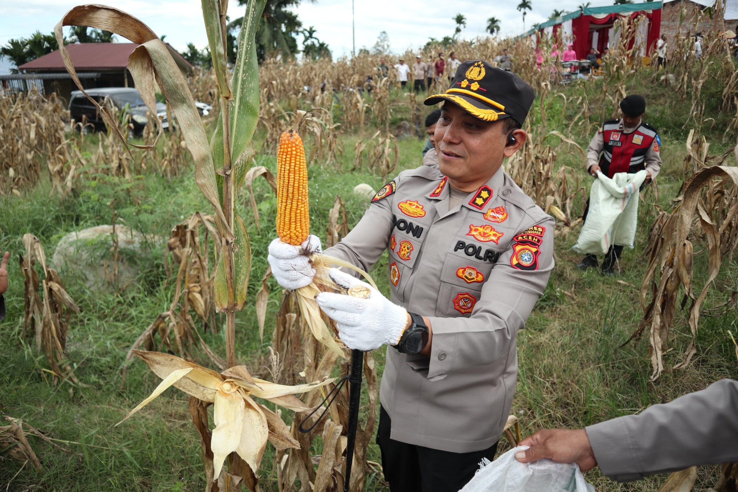 Polri Peduli Terhadap Kesejahteraan Masyarakat Melalui Ketahanan Pangan Kapolres Agara, AKBP R Doni Sumarsono mereka saat memanen jagung. Waspada/Seh Muhammad Amin