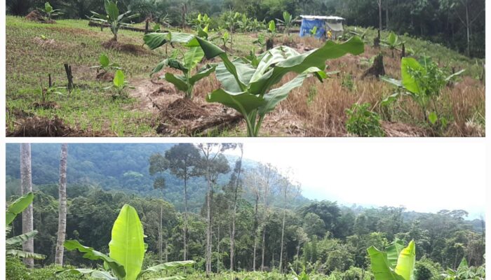 Pembukaan Lahan Sikirang Dukung Program Pemerintah