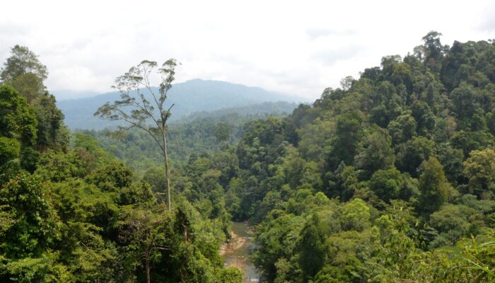 Aceh Timur Runner Up Kehilangan Tutupan Hutan Di Aceh