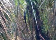 Sejumlah Wilayah Di Labusel Direndam Banjir