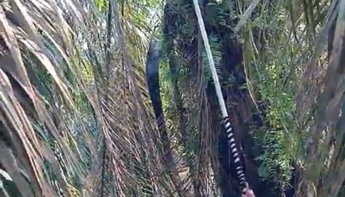 Sejumlah Wilayah Di Labusel Direndam Banjir